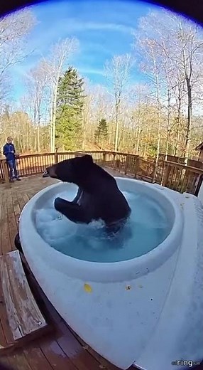 Bear in Hot Tub, Neighbors Film It