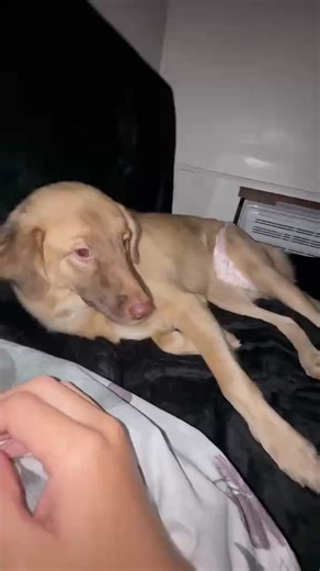 kanya ang kwarto 😅😅😅 tapat pa sa aircon yan #aspindog #aspinsoftiktok #fyp