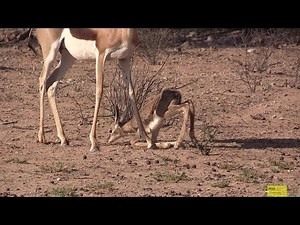 Very Strange - Mother Springbok Abandon Newborn Baby?
