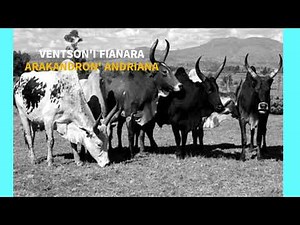 Ventson'I Fianara ‐ Arak'Andro