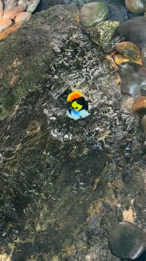 Key West Butterfly Conserv. on Instagram: "Happy Thursday In The Conservatory! Paradise Tanager video by Melissa"