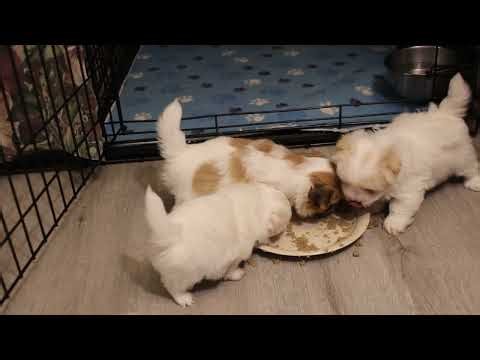 Coton de Tulear Puppies For Sale - Monet 3-4-26
