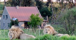 The world’s best hotels for up-close wildlife encounters