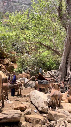Hooyo hoooyooy yaku heli Kara #fyp #ahmedka10 #qandala #bosaso__weye🇸🇱🇺🇿🥰