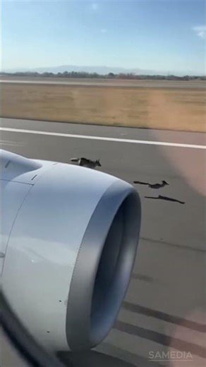 Coyote Chasing a Roadrunner Captured From an Airplane — Video Goes Viral! 🛩️🐺🐦😱
