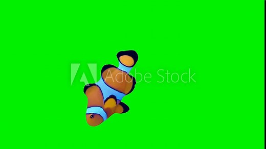 Clown fish swimming for food on green screen, motion graphics, stop motion, loop animation