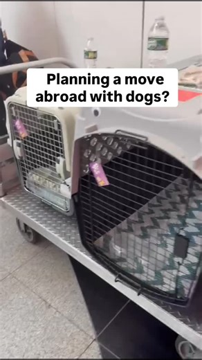 One mistake can stop your dog from boarding 😱🐶 The good news is you CAN take your pets abroad when you move (or travel), but not following these steps can end their journey before you even take off 👇 💉 microchip, rabies, vaccines: this differs for each country, but generally rabies vaccines need to be done 21-28 days before the flight 📃 dogs need to receive a certificate from your vet AND USDA stamp to be able to travel. For example, for Colombia this is needed 10 days before your flight, n