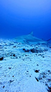 Every year, bull sharks return to Playa del Carmen between November and March. They come to these waters to give birth in the nearby mangroves, which are a safe nursery for their pups. Getting this close to one is an unforgettable experience—they’re powerful, curious, and play a crucial role in keeping the marine ecosystem healthy. #shark #sharks #sharkdiving #sharklover #sharkattack #sharkweek #sharklove #sharkdive #sharkdiver #oceanphotography #oceanlovers #sharksofinstagram #sharksarefriends 