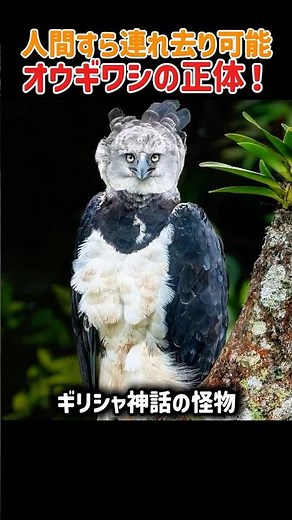 【衝撃】ナマケモノを丸ごとさらう「鳥の仮面を被った怪物」。オオカミ超えの握力を持つオウギワシの実態 #オウギワシ #ハーピーイーグル #猛禽類 #動物の生態 #弱肉強食 #衝撃映像 #shorts