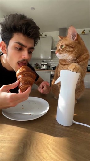 Why Is My Cat Obsessed With My Breakfast? 🤔🥐 #cat #funnycats