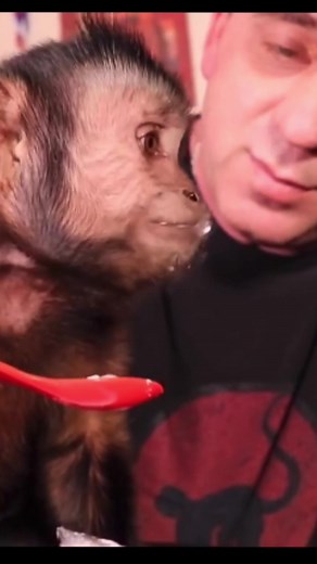 MonkeyBoo using his spoon to eat! | MonkeyBoo