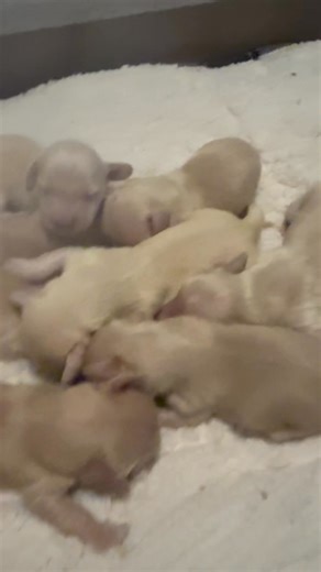 1 week old long hair cream miniature dachshund puppies | Watridge Doxies