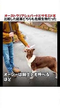 Comparing Australian Shepherds and Samoyeds, both are dangerous creatures lol