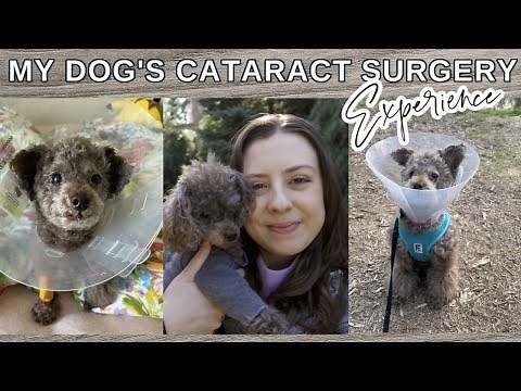 My Dog's Cataract Surgery Experience