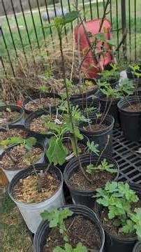 Single trunk (tree form) fig trees