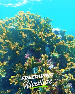 1.4K views · 27 reactions | A few of St. Maarten's friendliest residents reside under the surface.  You don't have to be freediving to meet the creatures under our waters—although it is a pretty impressive way to do it. All you need to get a glimpse into another world is a snorkel or scuba gear, and if you're fluent in shark, please tell them we said we love them. : Séverin Eps | Vacation St. Maarten | Facebook