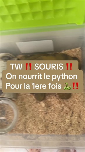 On donne a manger à mon python 😁‼️ RIP Souris 🐭 TW ‼️ NOURRITURE SERPENT / SOURIS CONGELEES ‼️ #python #pythons #pythonregius #serpent #serpents #serpentanddove #reprilesoftiktok #reptile #reptiles #snake #snakes #snakesoftiktok