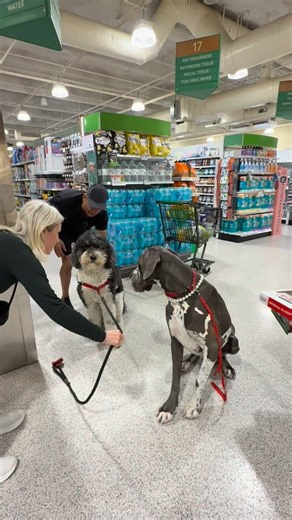Archie the Great Dane on Instagram: "One fluffy dog and one Archie. They could be twins with different hair styles. 🥰"