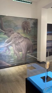 🦣 Ancient Elephants of Panay Island 🦣Step back 750,000 years! The National Museum Western Visayas features fossilized teeth of two extinct giants — Elephas and Stegodon — discovered in Cabatuan, Iloilo.First found by F. Landa Jocano in 1965, these fossils are the oldest evidence of elephants in Panay, dating to the Middle Pleistocene. Dug up from ancient rock layers called the Cabatuan Formation, they hint at a time when land bridges connected the Philippines to the rest of Asia — and massive 
