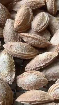 Pestki śliwki Plum Pits Amygdaline Amigdalina Pestkologia toksyczne toxic