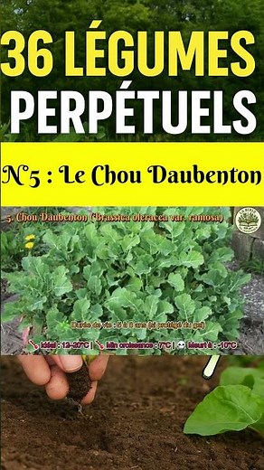 Perennial Vegetables #5: Daubenton Kale (Plant Once – Harvest for Life) #vegetablegarden #gardening
