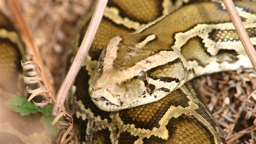 Python Q&A: What does a Burmese python bite look like?