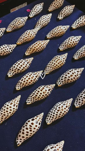 Sanibel Shell Show 2025: Discover Unique Shells