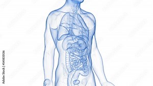 3d rendered medical animation of a pancreas tumor
