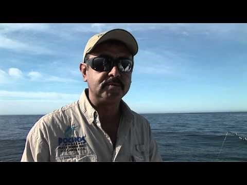 Bridle rigging skipjack tuna for live bait trolling in Cabo San Lucas.