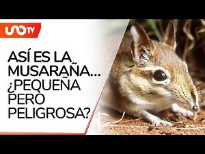 La musaraña, el animal que habría transmitido el henipavirus Langya a humanos