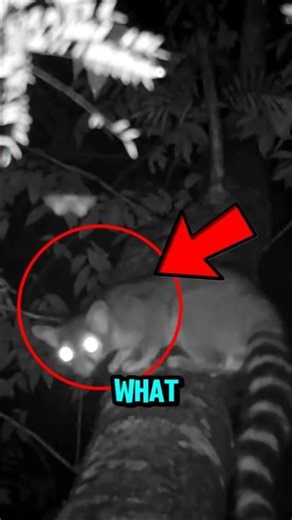 This "Cat" Isn't Actually a Cat 😱😱 #shorts
