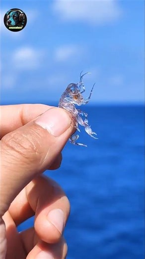 El "Alien de Cristal" que vive a 1,000 metros bajo el mar 🌊💎