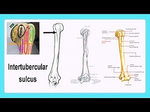 intertubercular sulcus
