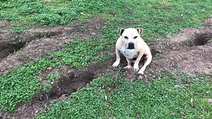 1.1K views · 182 reactions | Hank is supervising the gopher hunting today! lol #adootaspecialneedsdog #nenoslegacy | Neno's Legacy | Facebook