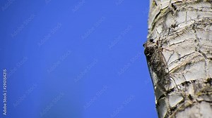 The cicada scientifically known as the Cicadoidea singing in a tree against sky