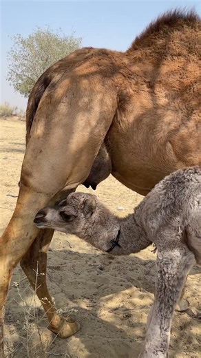معجزة في الصحراء: صغير الناقة الأعمى يجد حليب أمه والناس في دهشة 🐪