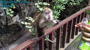 What a thieves! | PETS