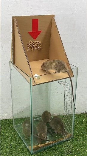 The best homemade mouse trap ideas you can make at home #rat #rattrap #mousetrap #shorts