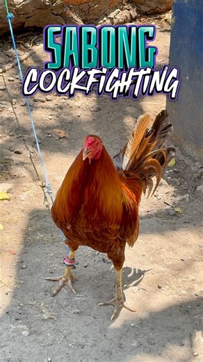 Sabong Cockfighting Rooster Philippines
