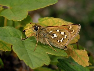 Hesperia comma - Alchetron, The Free Social Encyclopedia
