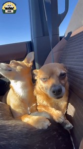 598K views · 44K reactions | I beg you to go outside and take your dogs on an adventure ❤️ | The Asher House | Facebook