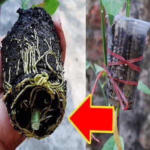 Lemon Air Layering With Water Cup | TreeMentor