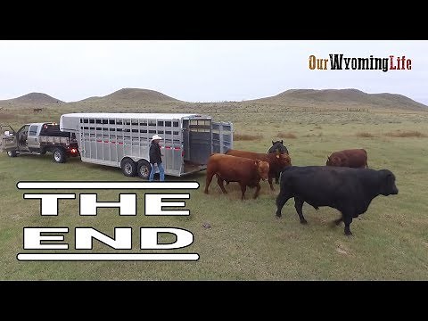 Moving Bulls by Trailer on a Wyoming Ranch