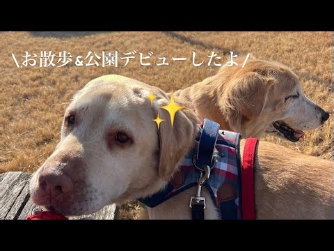 りお君公園＆お散歩デビュー✨