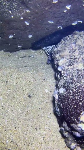 Daily Occasional Live: On-Site Seafloor Seafood Catching #eels #fishing #eelcatch