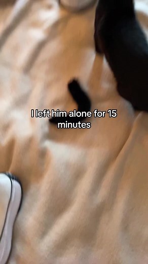 Can Cats Remove Their Own Tails? Surprising Cat Behavior Revealed