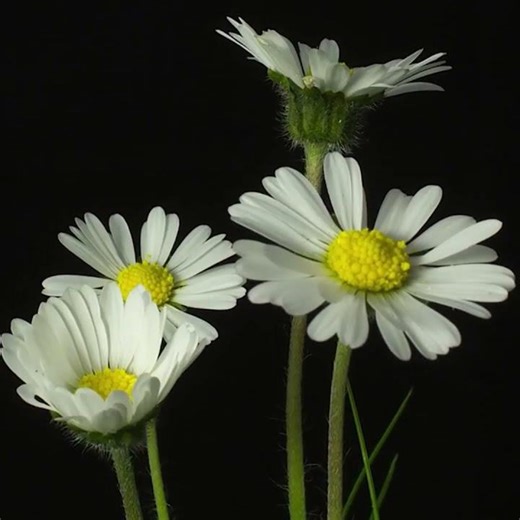 Daisy Jigsaw: Decostruction