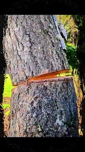 💯With a chainsaw the big tree fell down