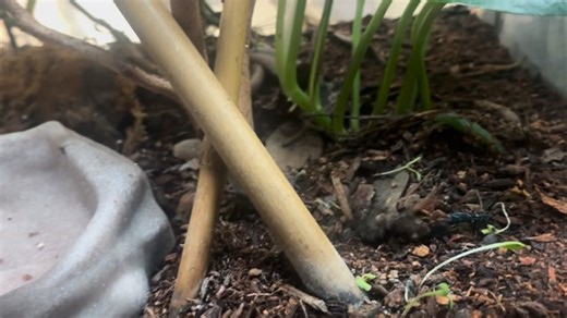 Thomas | Usually feeding the baby flying geckos (gekko kuhli) is simple like them hunting crickets, small dubias, and fruit flies… but watching this... | Instagram