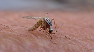 CRISPR modified mosquitoes don't transmit malaria to humans